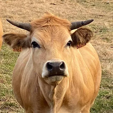 Ferienhaus Fontanies En Aubrac Laguiole
