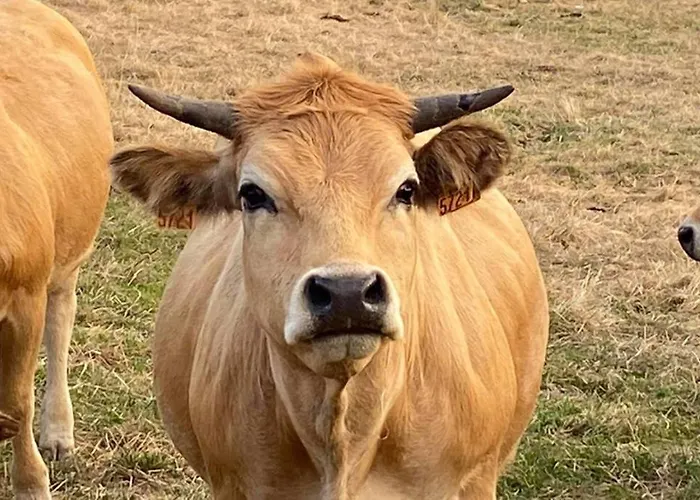 بيت للعطل Fontanies En Aubrac لاغيول